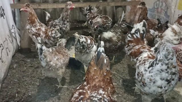 объявление, продажа птицы