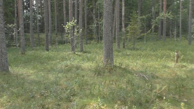 На болоте. смотреть онлайн