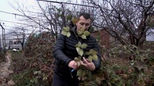 Обрезка ежевики осенью! СОЦВЕТИЯ под КОРЕНЬ!!!