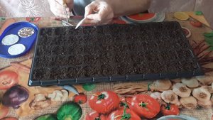 Туя! Собрать семена, и посев.