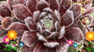 Молодило паутинистое Рубин. Краткий обзор, описание характеристик sempervivum arachnoideum Rubin
