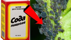 Как быстро избавиться от тли За 3 Секунды.!!!!!!!!!...