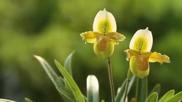 Paphio.exul var ThongDang HCC/RHT смотреть онлайн