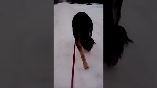 Казбек катает меня на санках смотреть онлайн