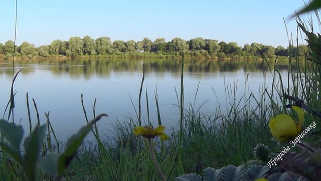 ПЕЙЗАЖ НА РЕКЕ со Звуками Природы и Пением Птиц | ДЛЯ ДУШИ