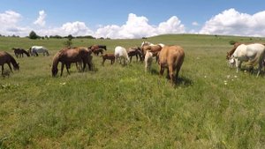 Табун лошадей в крымских горах