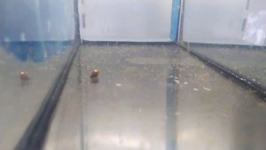 Вот это результат! Нерест Тетра Фон Рио от А и до Вау ! ???