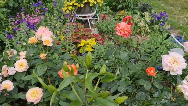 РОЗЫ отцвели, ЧТО ДАЛЬШЕ? Стимулируем ВТОРУЮ МОЩНУЮ ВОЛНУ цветения. ПОШАГОВЫЙ уход за розами в ИЮЛЕ смотреть онлайн