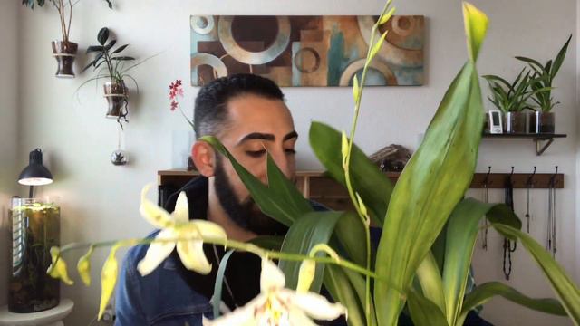 Orchid Haul: San Diego 2017 смотреть онлайн