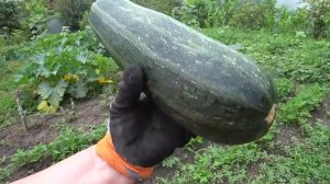 В ДОМЕ НА КУБАНИ. МАЛО ПЛОХО, МНОГО ТОЖЕ ПЛОХО