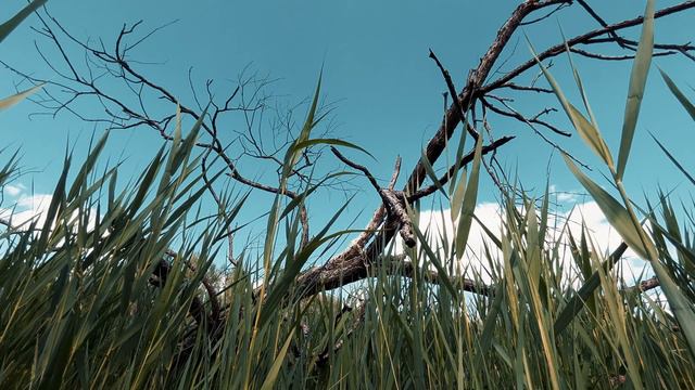Blue Sky Grass Old Tree | No copyright Nature Background video 4K смотреть онлайн