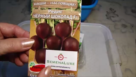 Сею редис Черный шоколад дома!