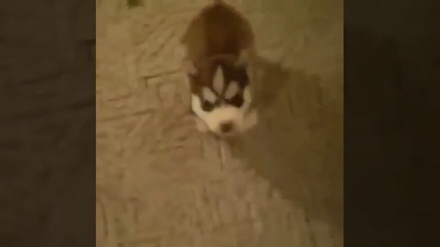 Husky says f*** смотреть онлайн