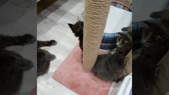 Котята мейн-кун в возрасте 1 месяц