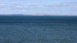 Передислокация бакланов в Таманском заливе.mp4