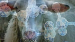 Как правильно поить овец | Овцевадство | Уход за овцами | Поение овец: сколько поить, качество воды