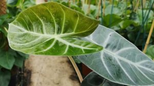 Alocasia Nairobi Nights 35cm Height | Live from the Nursery Series