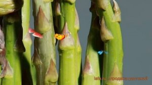 Спаржа обыкновенная Царская (aspáragus) ? спаржа Царская обзор: как сажать семена спаржи Царская