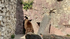 Бурая медведица Роза порадовала посетителей зоопарка — впервые увидели её
