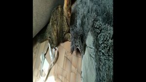 Кошка играет с мышью 3