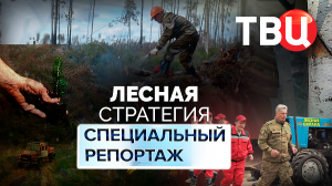 Лесная стратегия. Специальный репортаж ТВЦ | Что происходит с российским лесом?