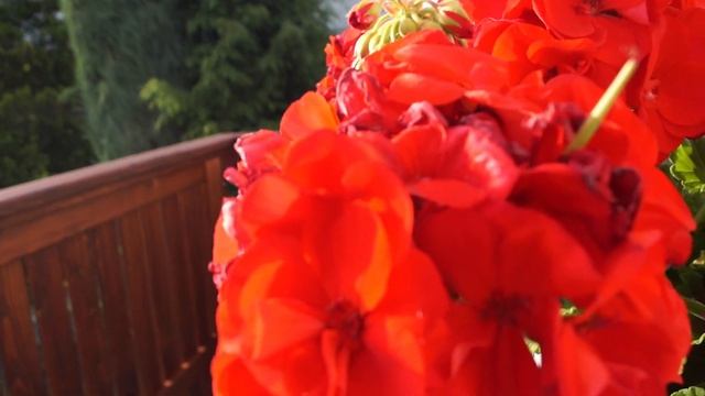 SONY SLT-A58 video-FULL HD QUALITY 1080p смотреть онлайн