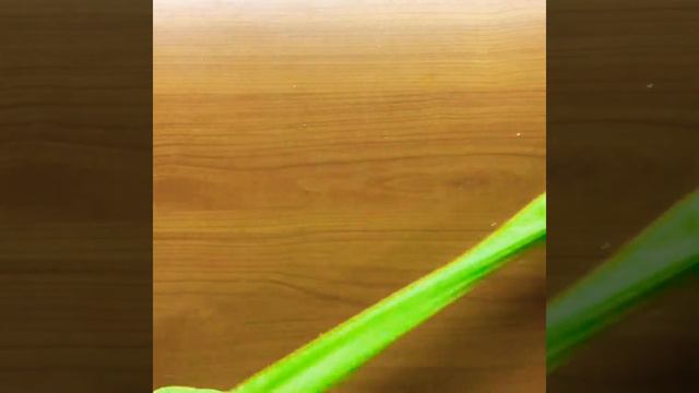 Это видео есть и в Instagram смотреть онлайн