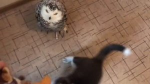 Owl & Husky - play time ))))