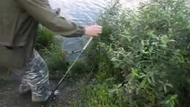 Дикий карп смотреть онлайн