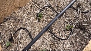 Клубника Зенга Зенгана