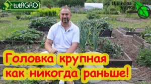 ПОДКОРМКА ЧЕСНОКА НА КРУПНУЮ ГОЛОВКУ ПОСЛЕ УДАЛЕНИЯ СТРЕЛКИ. Чеснок будет крепкий, лежкий, вкусный.