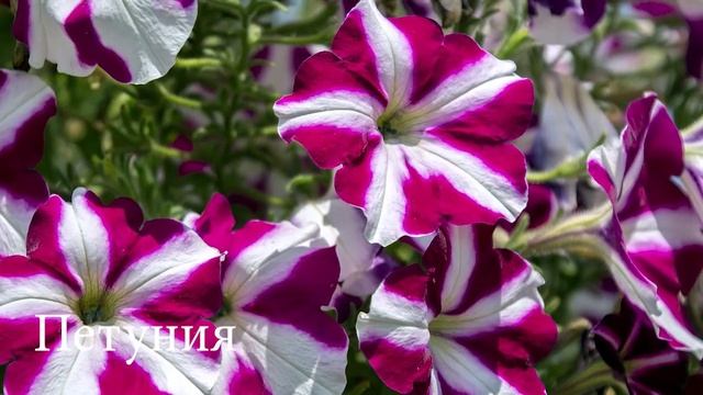 Самые неприхотливые ампельные растения с обильным цветением