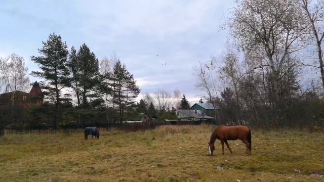 Лошади в Подмосковье
