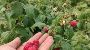 урожайность малины Полька и Полана 2021