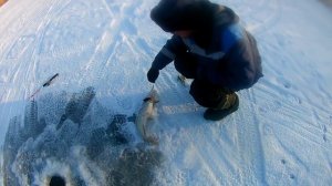 РЫБАЛКА В ТУРГАЕ, ЗВЕНЕЛИ ЛЕСКИ И РЕЗАЛИ РУКИ, ФЛАЖКИ ГОРЕЛИ, А МЫ БЕГАЛИ КАК ЗАВЕДЁННЫЕ, ЖОР ЩУКИ!