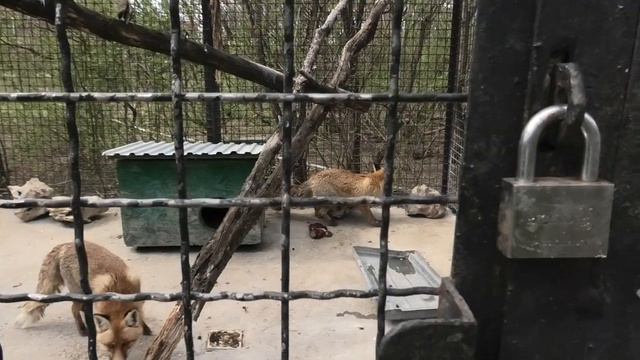 Чудесная аллейка! Тайган. Белогорск. Крым. смотреть онлайн