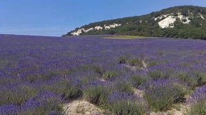 Лавандовое поле, лавандовый мёд