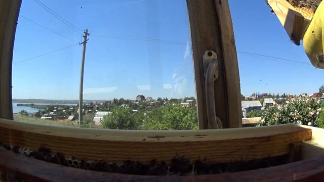 Первый опыт с пчелами. Ч.4. Пчелки выходят с печатки. смотреть онлайн