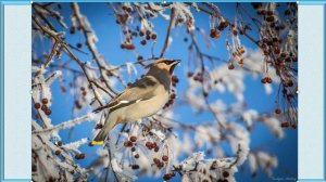 Как зимой помочь птицам? 1 класс УМК Школа России 23.12.2022