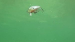 обзор воблера СТРАЙК ПРО мустанг минноу strike pro  mustang minnow братья щербаковы воблер на щуку