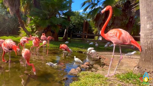 Flamingos for babies | 🦩🦩🦩 Educational video for kids about pink flamingos 🦩🦩🦩 | Earth and flamingo смотреть онлайн