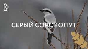 Серый сорокапут