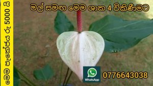 පරාගනය මගින් බිහිවූ ලස්සනම ඇන්තූරියම් වර්ග 4ක් මල් සමඟ විකිණීමට | anthurium wagawa | anthurium warg