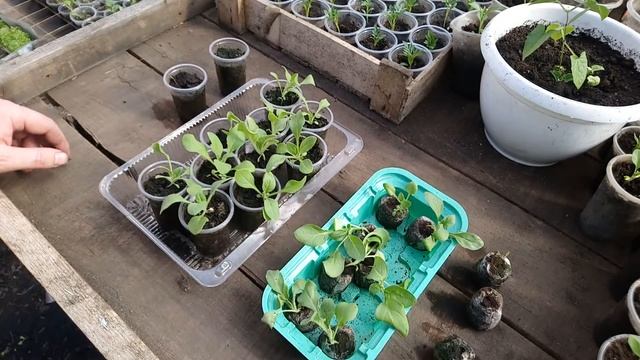 Что лучше торфяные таблетки или грунт (эксперимент)