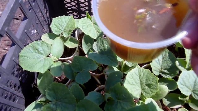 Органическое удобрение / Подкармливаем огурцы / Как вырастить здоровую рассаду огурцов смотреть онлайн