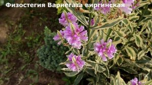 Тренды 2022 года, супер многолетник Физостегия Вариегата виргинская - потрясающей красоты.
