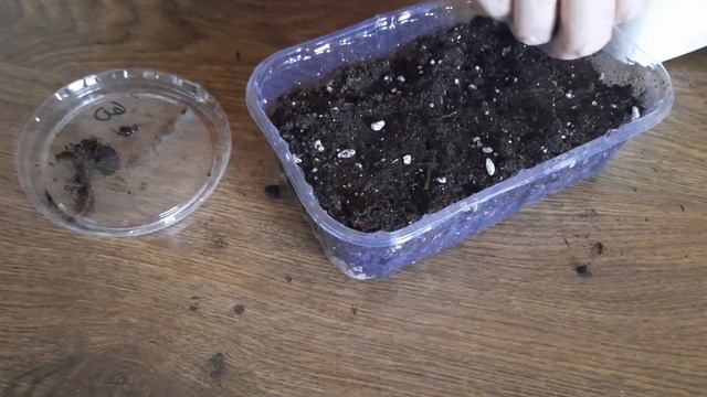 как в домашних условиях выростить личи из косточки