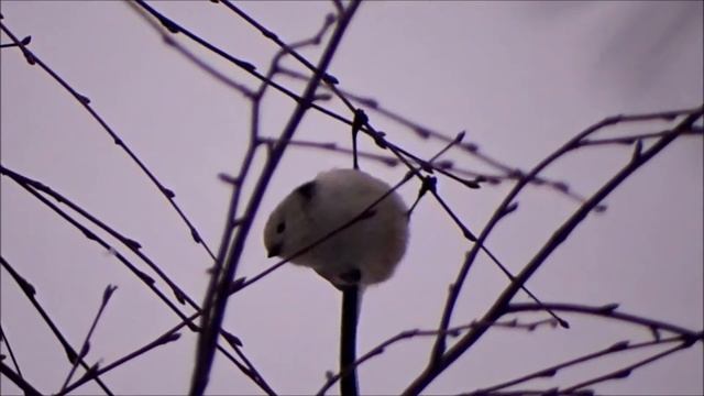 Длиннохвостая синица Ополовник