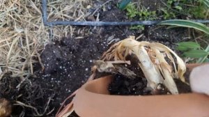 пересадка исмене из вазонов в открытый грунт, корневые клещи