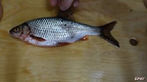 Постодиплостомоз - черные точки на рыбе . Есть ли опасность для жизни ?